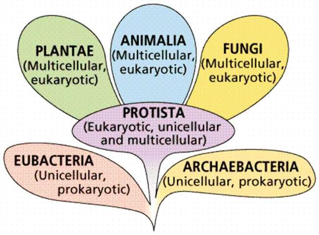 A növények világa Szerkesztette: Vizkievicz András Az eukarióta élőlények birodalmába 4 ország tartozik: egysejtű eukarióták, többsejtű gombák, többsejtű