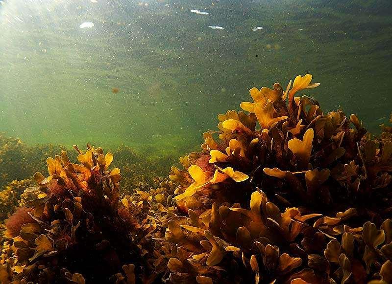 A Sargasso tengerben élnek a Sargassum genus fajai, melyek Kolombusz vitorlásait két hétig fogságban tartották, mígnem egy vihar kiszabadította őket.