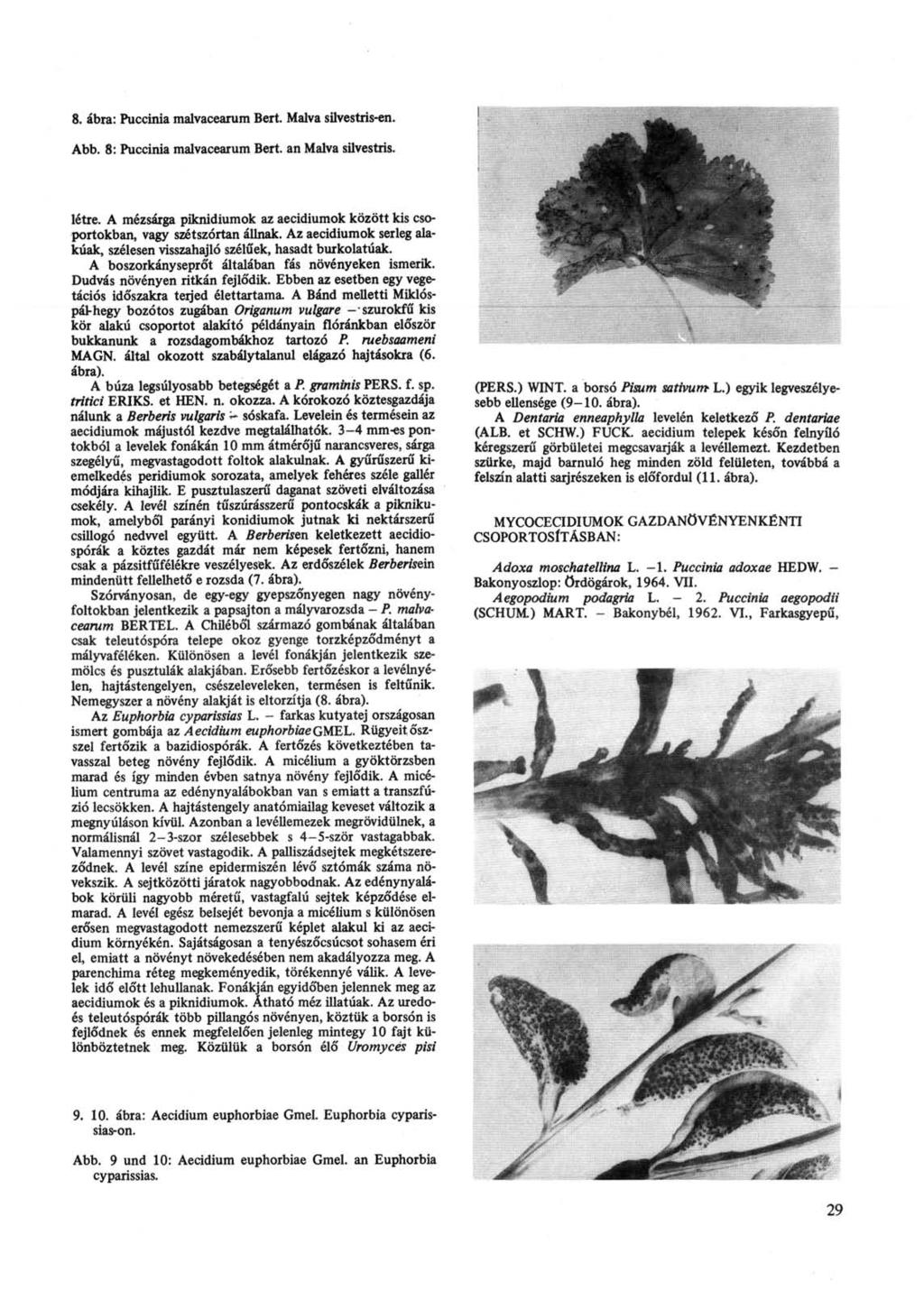 8. ábra: Puccinia malvacearum Bert. Malva silvestris-en. Abb. 8: Puccinia malvacearum Bert, an Malva silvestris. létre.
