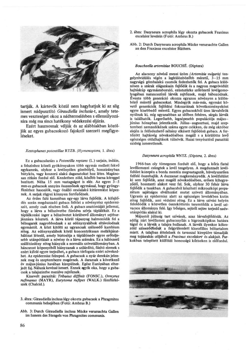 2. ábra: Dasyneura acrophila légy okozta gubacsok Fraxinus excelsior levelein (Fotó: Ambrus В.) Abb.