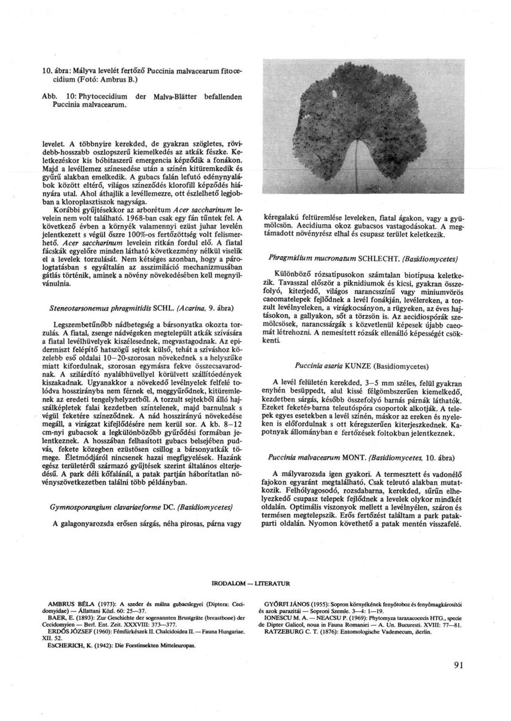 10. ábra: Mályva levelét fertőző Puccinia malvacearum fitocecidium (Fotó: Ambrus B.) Abb. 10: Phytocecidium der Malva-Blätter befallenden Puccinia malvacearum. m levelet.