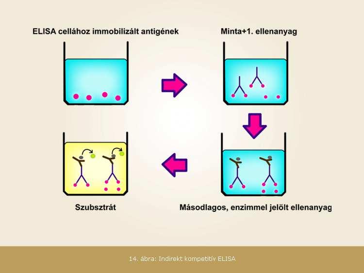 3.2.1.1. Indirekt kompetitív ELISA módszer Az általam használt kitek eljárásai az indirekt kompetítiv ELISA módszeren alapultak.