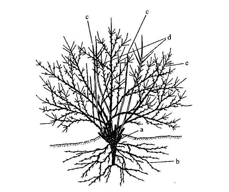 2. ábra: A ribiszkebokor hajtásrendszere a) cserjetörzs, b) járulékos gyökérrendszer, c) tővesszők, d) kétéves termőgallyak, e) többéves termőgallyak Félcserjék: Főtengelyük nincs.