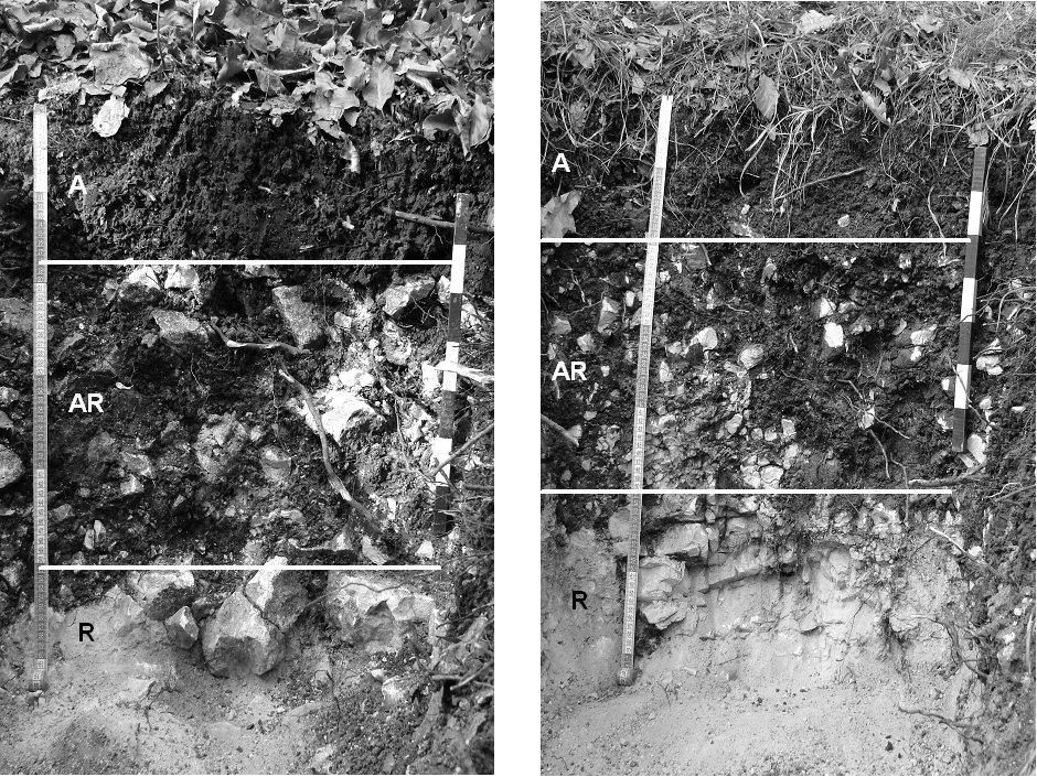 Hazai rendzinák megfeleltetése a WRB nemzetközi talajosztályozási rendszerben 11 2. ábra A vizsgált két barna rendzina: BR1 (bal old.), BR2 (jobb old.