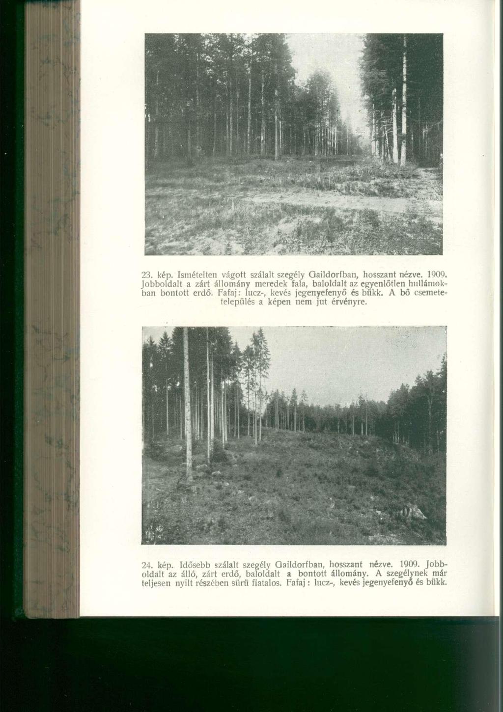 23. kép. Ismételte n vágot t szálal t szegél y Gaildorfban, hosszan t nézve. 1909. Jobboldalt a zár t állomán y merede k fala, baloldal t a z egyenlőtlen hullámok - ban bontot t erdő.