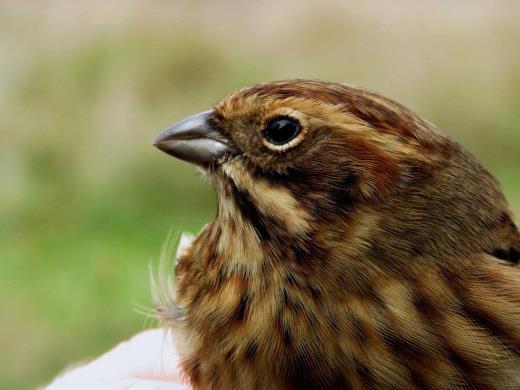 After finishing the standard ringing work on November, a new project has started coordinated by Bence Szántó, which aims to capture wintering Common Reed Buntings and to identify their subspecies.