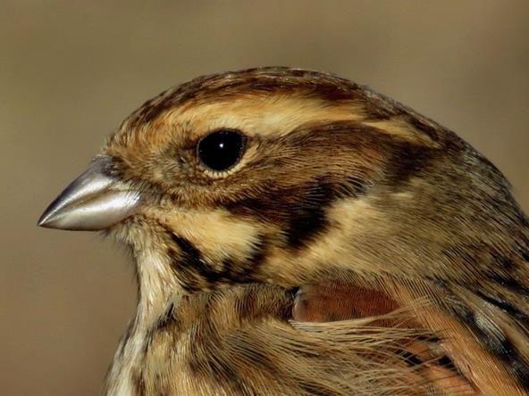 Northern breeders E. s. schoeniclus and E. s. ukrainae subspecies also occur in our country. Identification of these similar subspecies is mainly based on the biometrics of the bill.