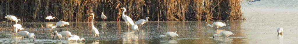 Gyakorisági sorrendben az alábbi madárfajokat fogtuk 7-ben (* = külföldi visszafogás) Bird species of the season 7 in order of frequency (* = foreign recapture) Magyar név Tudományos név Scientific