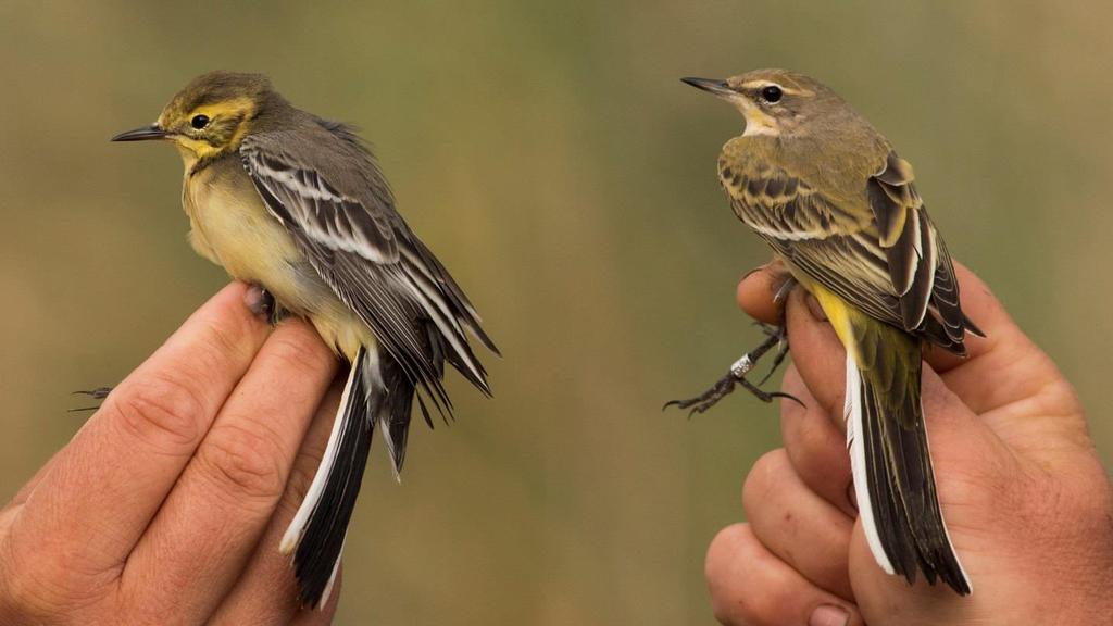 (Gyűrűz : Mórocz Attila) In the evening of 9 August, a Citrine Wagtail (Motacilla citreola) was captured beside six Western Yellow Wagtails.