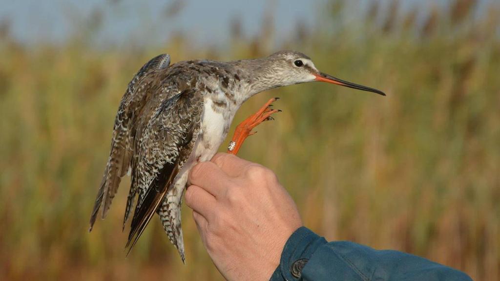 Október 8-án egy füstös cankó (Tringa erythropus) akadt a pallósor egyik hálóállásába.