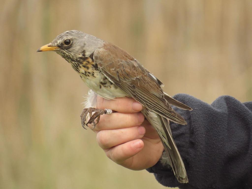 In this year, two birds were captured on 3 July and 7 September.