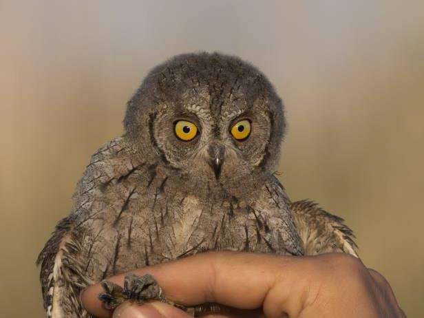 Szeptember -én egy füleskuvik (Otus scops) került el a pallósor egyik hálóállásából, ez mindössze a harmadik adata volt a fajnak a gyűrűz állomáson.