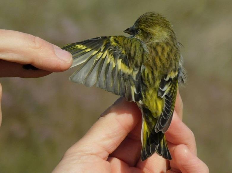 (Ringer: Balázs Csibrány) Tüzesfejű királyka (Regulus ignicapillus) Common Firecrest Szintén az Európai Madármegfigyel napok hétvégéjén, október -én egy csíz (Carduelis spinus) akadt meg a Taz