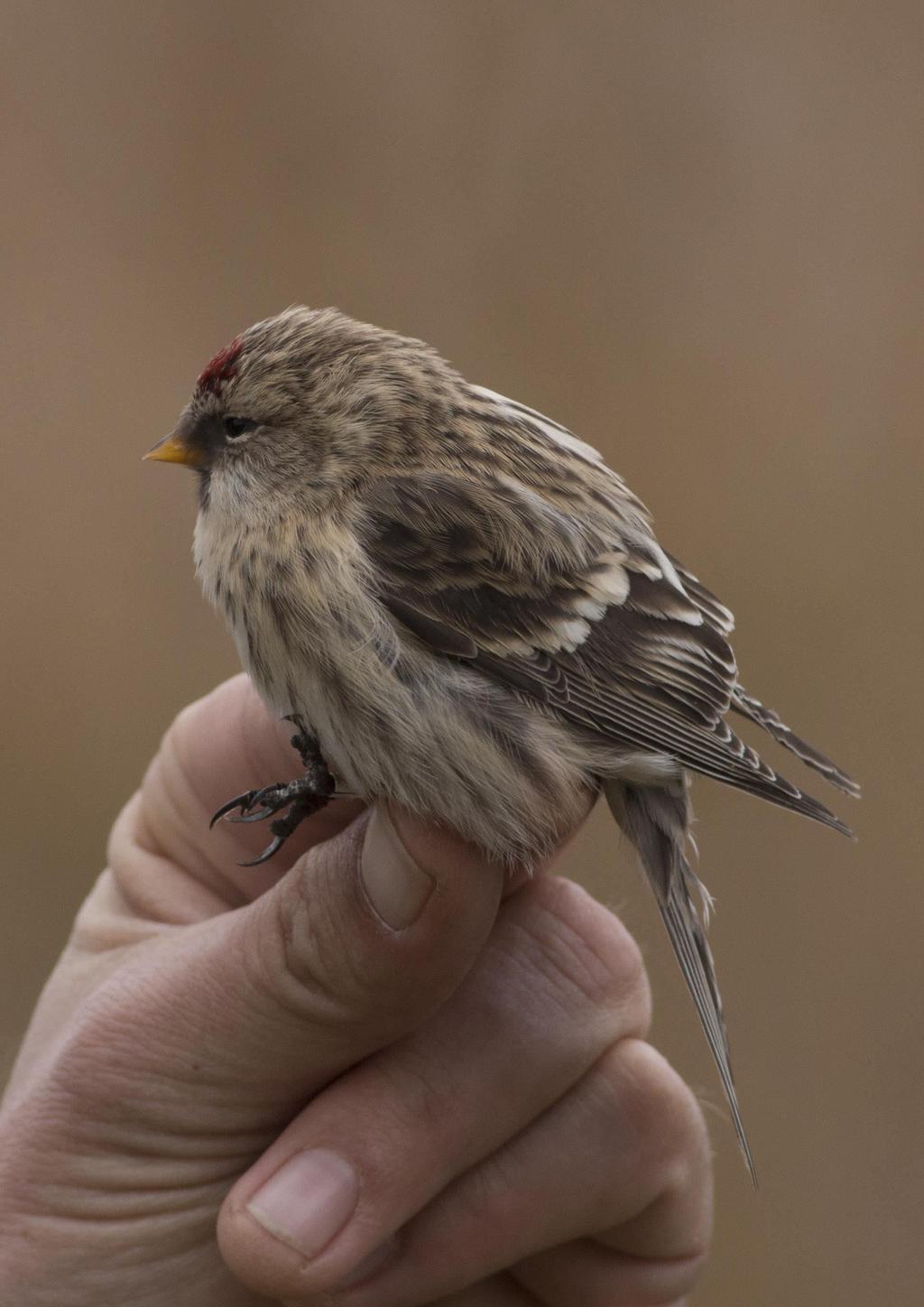 Zsezse (Carduelis