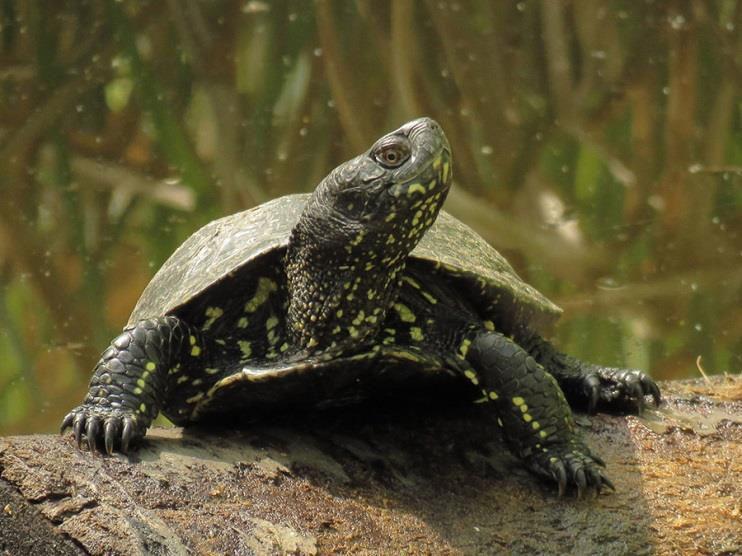 In 7, monitoring of European Pond Turtles (Emys orbicularis) continued at the ringing station, coordinated by the Amphibian and Reptile Conservation Group of the Birdlife Mocsári tekn s Hungary.