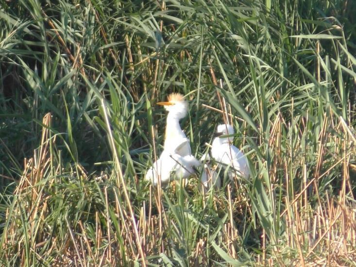 Adult birds have been seen first in the end of May, and further observations suggested the breeding of the pair.