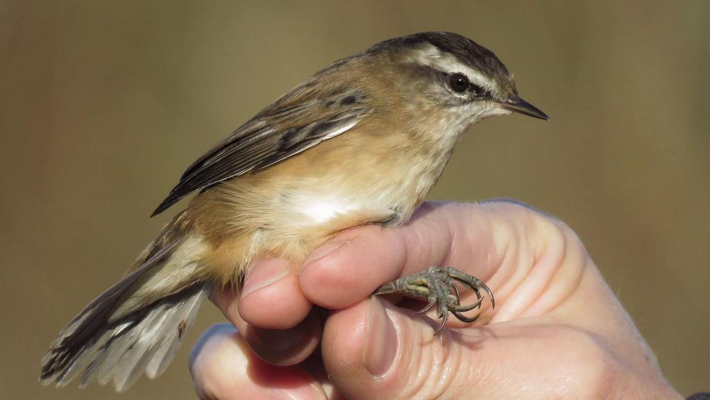 Our ringer team also support an international Moustached Warbler (Acrocephalus melanopogon) research program in the Balkan Penninsula, coordinated by the Kiskunság Society for