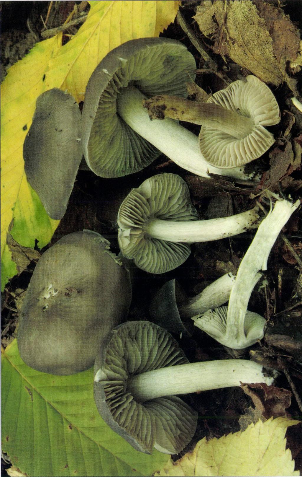 Dermoloma cuneifolium (Fr.