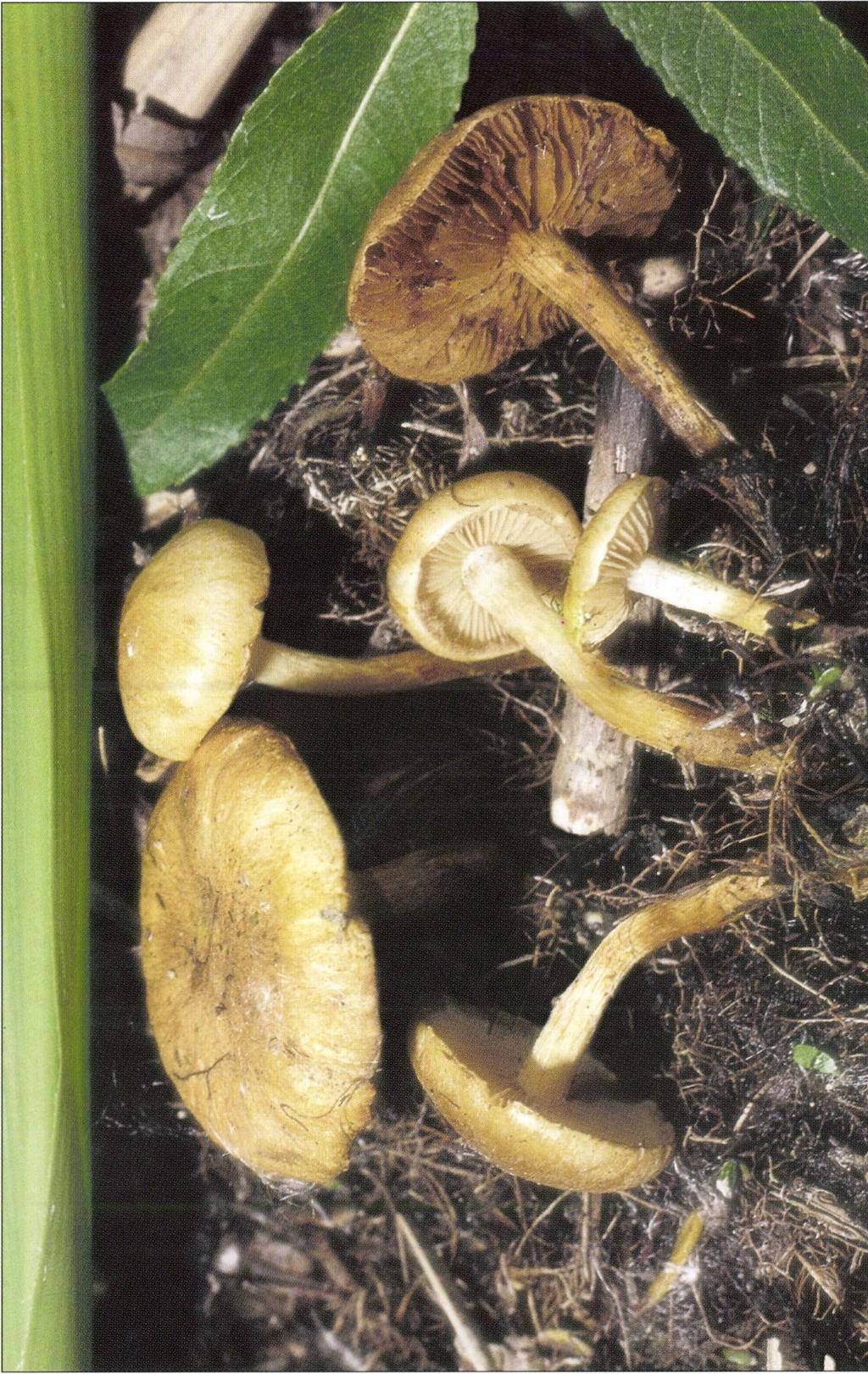Pholiota conissans (Fr.