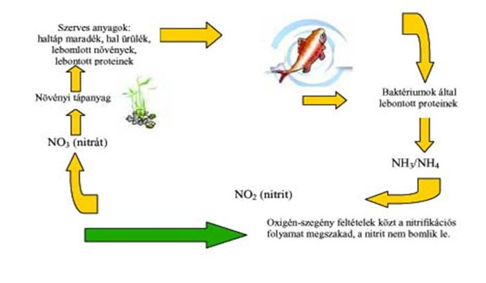 Lebontók Növényi és állati maradványokat, valamint anyagcsere termékeket lebontó szervezetek Nitrifikáció : I.