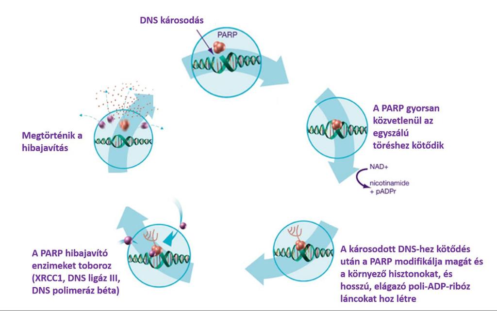 poli(adp-ribóz) láncot készít NAD+ szubsztrátból, amely egyfajta szignálként funkcionál a sejt számára a DNS hibajavítás elindításához (5. ábra) [81]. 5.
