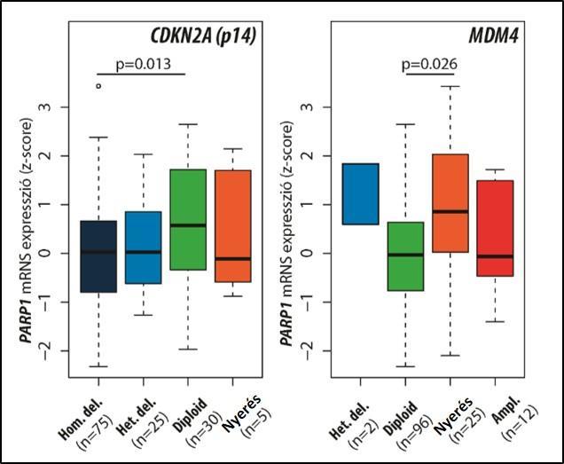 CDKN2A gént hordozó eseteket csökkent (p=0,013), míg az az MDM4 nyerést mutató eseteket emelkedett PARP1 expresszió (0,026) jellemezte (17. ábra). 17.