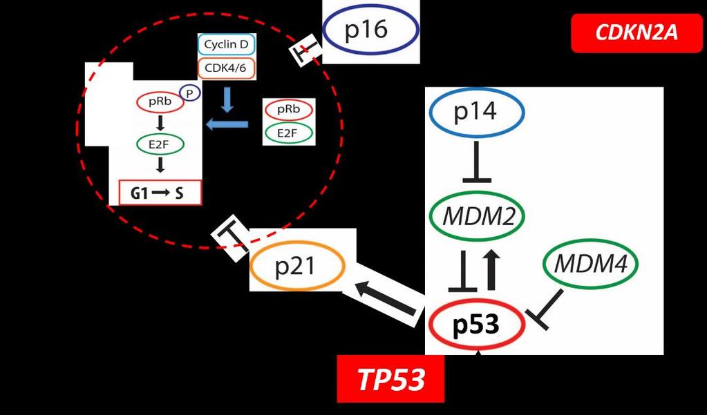 anaplasztikus asztrocitómában a p14 ARF inaktivációja vad típusú TP53 gént hordozó tumorsejtekben előfordulhat, és ilyenkor a p53 útvonal defektusával megegyező hatást eredményez. A III.