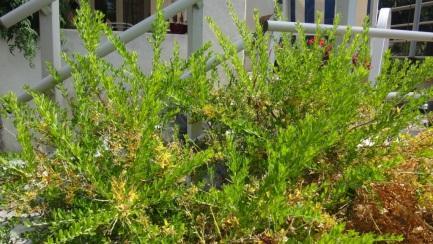 Cytisus racemosus