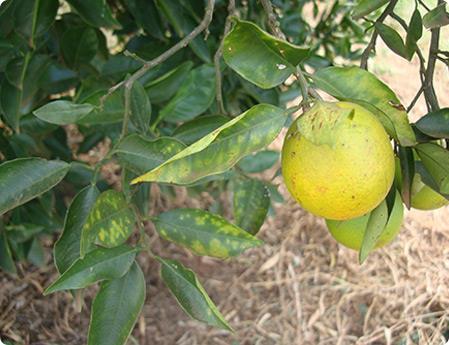 törpülés (peach phony) Citrus tarka klorózis