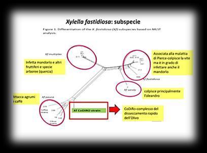 A Xylella fastidiosa-fogékony növények 1. A kórokozó fő jellemzői 2. Növénylisták 3. Éves felderítés 4.