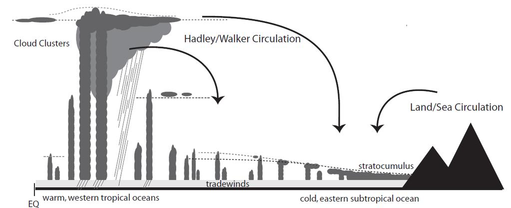 Határréteg folyamatok - gyakorlat Hadley cella leszálló ága: stratocumulus cumulus átmenet A modell gyakran