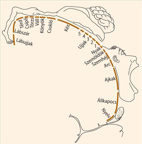 FÁJDALOM A MAXILLOFACIALIS RÉGIÓBAN Az első neuron a nyúltvelőben a nucleus tractus spinalis nervi trigeminiben végződik A fájdalompálya második neuronja a trigeminus magvak thalamusszal történő