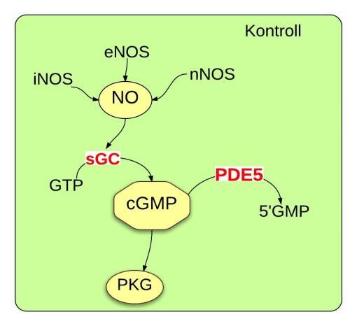5. ábra: Vardnafil hipotézis. Fent: Az NO-cGMP tengely fiziológiás állapotban.az NO szintéziséért a háromféle endotheliális, neuronális és indukálható- NOS enzim felelős.
