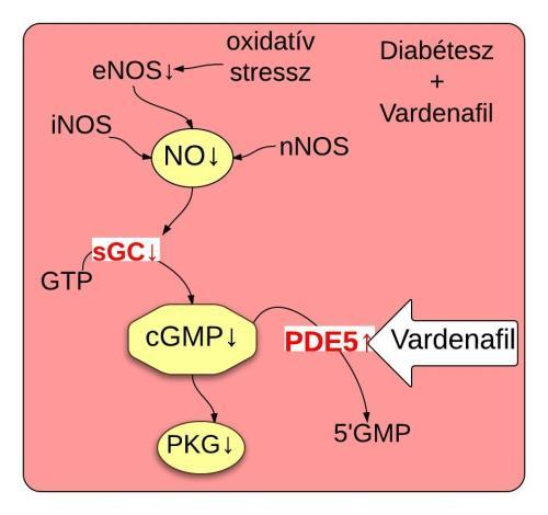 Lent: Diabétesz hatására károsodikaz NOcGMP tengely, A csökkent NO expresszió egyik oka, hogy az oxidatív stressz miatt elégtelen az enos működése.