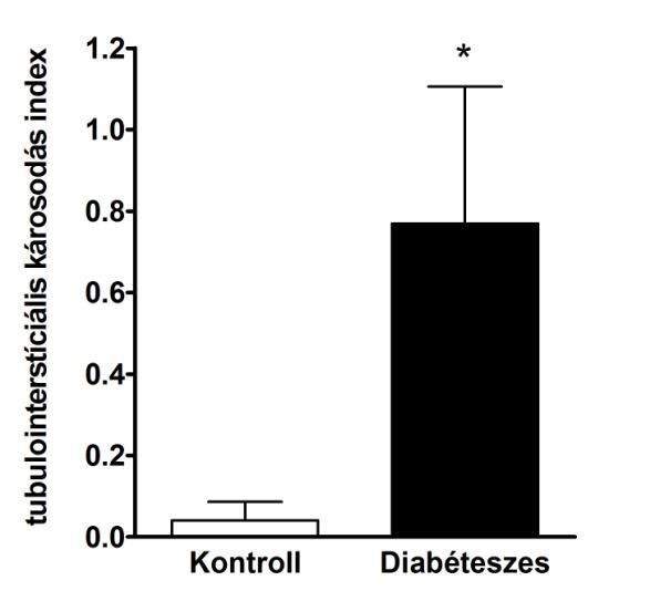 4.2 SCAI expresszió vizsgálata diabéteszes nefropátiában 4.2.1 Diabéteszes nefropátia patkánymodellben szignifikánsan