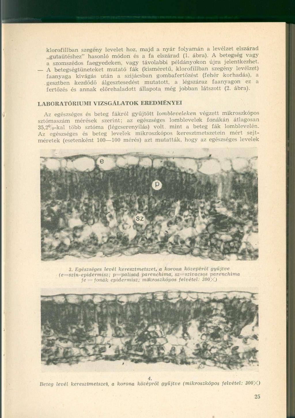 klorofillban szegény levelet hoz, majd a nyár folyamán a levélzet elszárad gutaütéshez" hasonló módon és a fa elszárad (1. ábra).