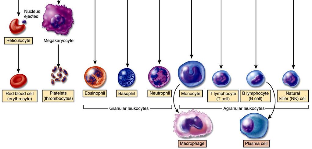 A vérsejtek kialakulása (hematopoezis) vérképző őssejt vörös csontvelő (mieloid