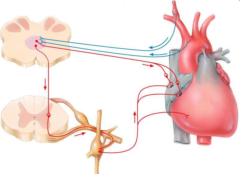 A szív vegetatív beidegzése nyúltvelő keringésszabályozási központ SA csomó AV csomó n. X.
