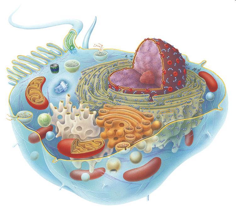Az emlős sejtek alapvető felépítése centroszóma lizoszóma szekréciós vezikula sejtmag durva felszínű endoplazmás retikulum