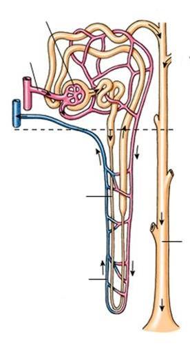 A nefron szerkezete érgomoly (glomerulus) távoli (disztális) tubulusok bemenő artéria közeli