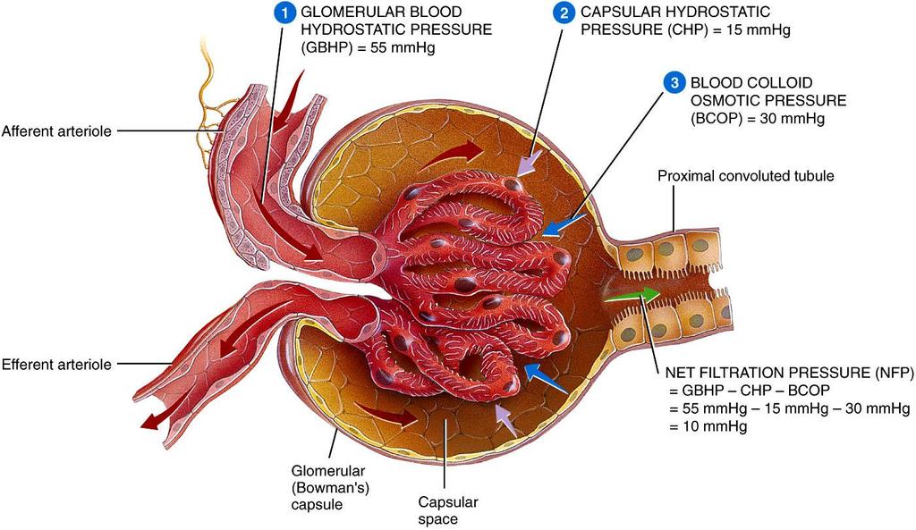 A GFR szabályozása kapilláris hidrosztatikai nyomás intrakapszuláris hidrosztatikai nyomás afferens arteriola vér