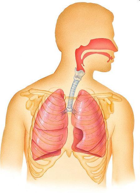 A légzőrendszer felépítése orrüreg orr szájüreg garat gége felső légutak légcső (trachea)