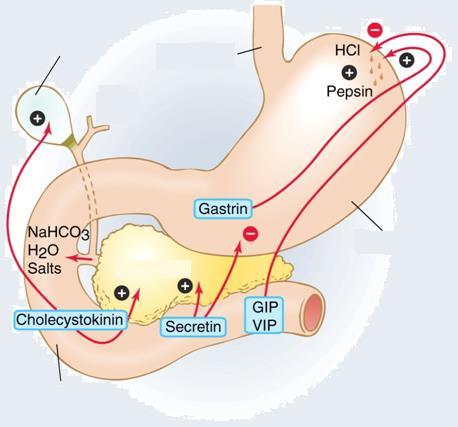 A gyomorműködés szabályozása epehólyag nyelőcső gyomor vékonybél Gastrin: gyomornedvelválasztás fokozása Cholecystokinin (CCK): hasnyálmirigy enzimelválasztás fokozása, epehólyag ürülése Secretin: