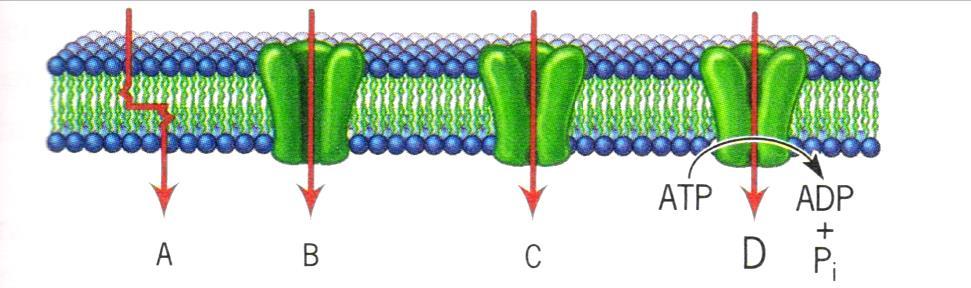Anyagtranszport a sejtmembránon keresztül - szállítás mechanizmusa szerint: szállító molekula nélkül diffúzió ioncsatorna szállító