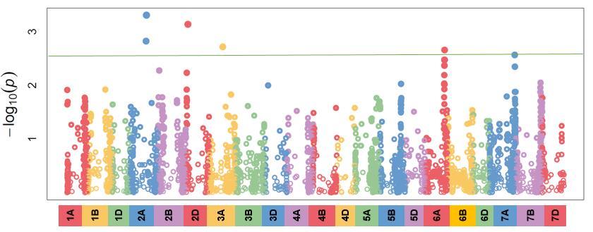 régióban. A 7A kromoszóma esetén 11, a vizsgált tulajdonsággal szignifikáns összefüggésben álló markert azonosítottunk, a markerek lokalizációja alapján két terület érintettsége feltételezhető.