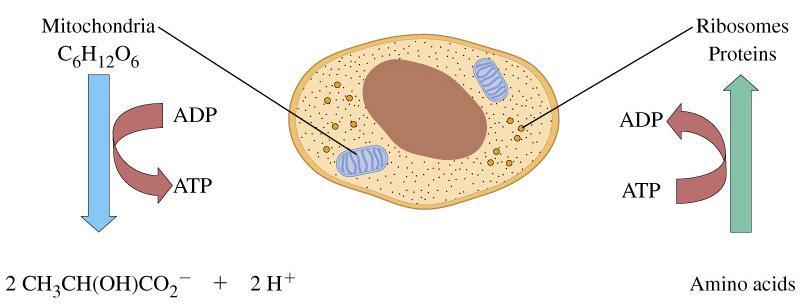 Fókusz: csatolt biológiai reakciók Glucose 2 lactate + 2 H + -218 kj 2 ADP 3- + 2 HPO 2-4 + 2 H + 2 ATP 4- +