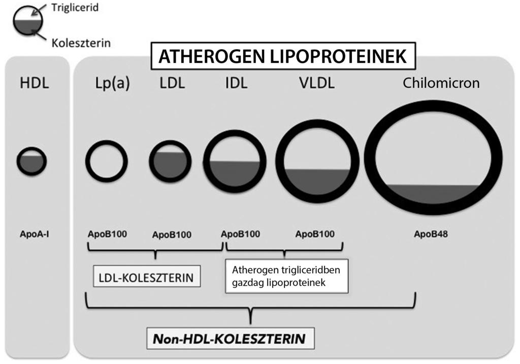 2. ábra A non-hdl-c a plazma atherogen részecskéit adja meg, nem csupán az LDL-C, hanem VLDL, chilomicron remnantok, Lp(a) atherogen apolipoprotein B tartalmát is magában foglalja alacsony HDL-C
