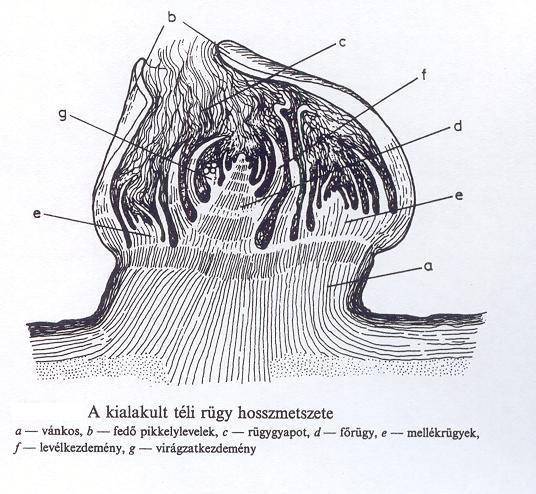 A téli