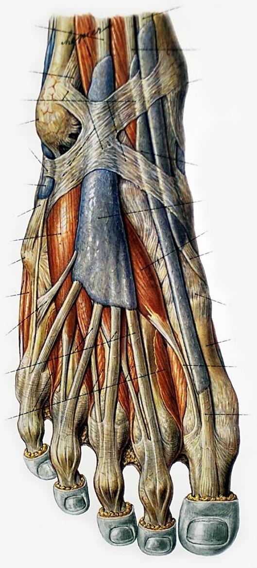 Vagina tendinis m. tibialis posterioris (3) m.
