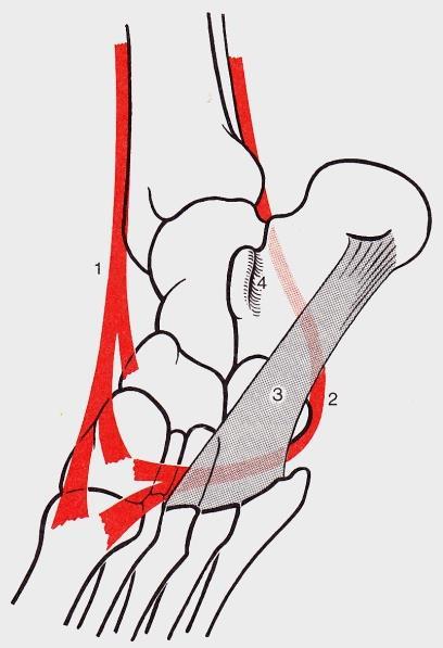 aponeurosis plantaris, lig.